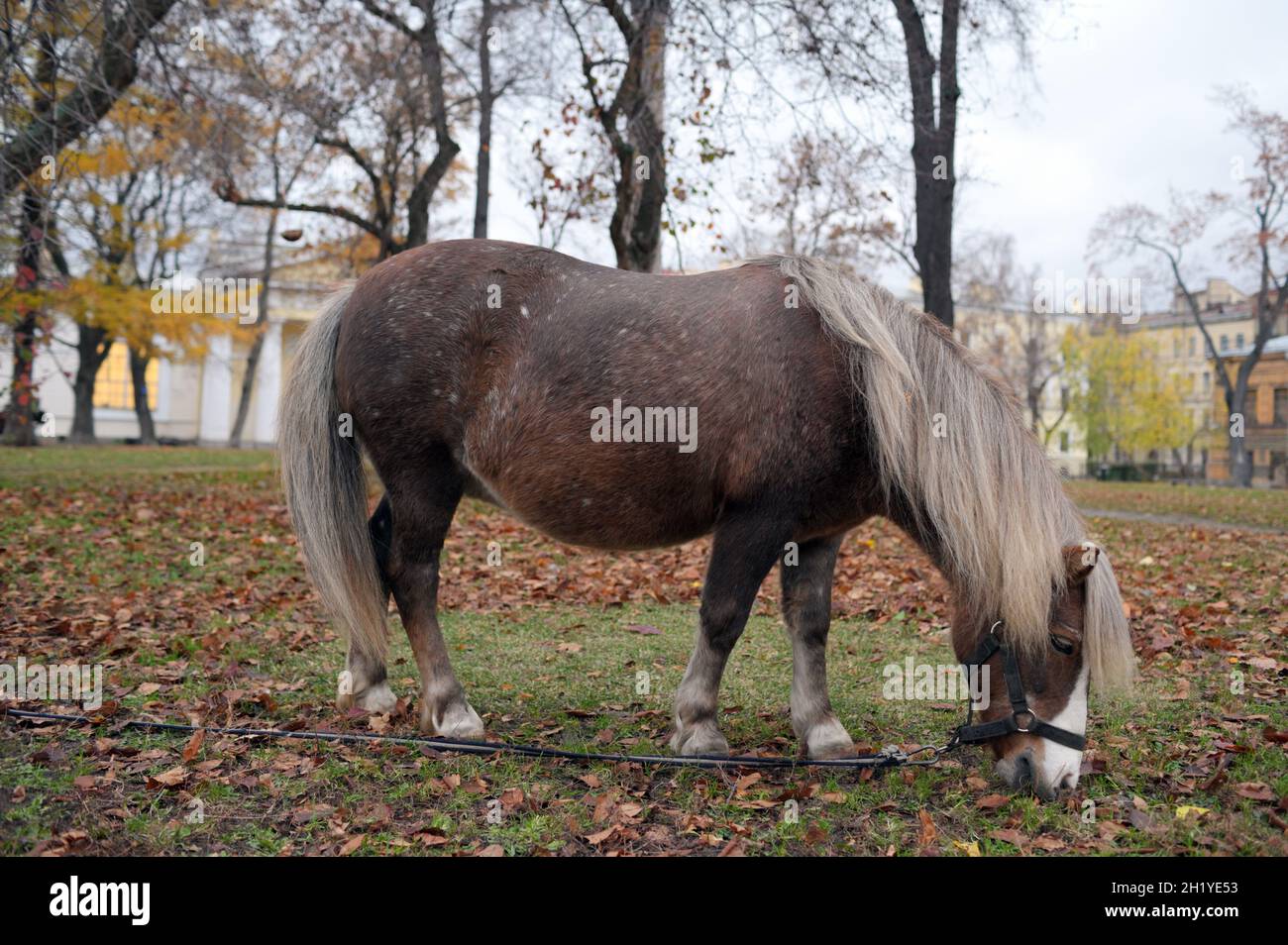 Cute pony grazing in the Garden of Fine Arts Academy in St. Petersburg, Russia in an autumn day Stock Photo