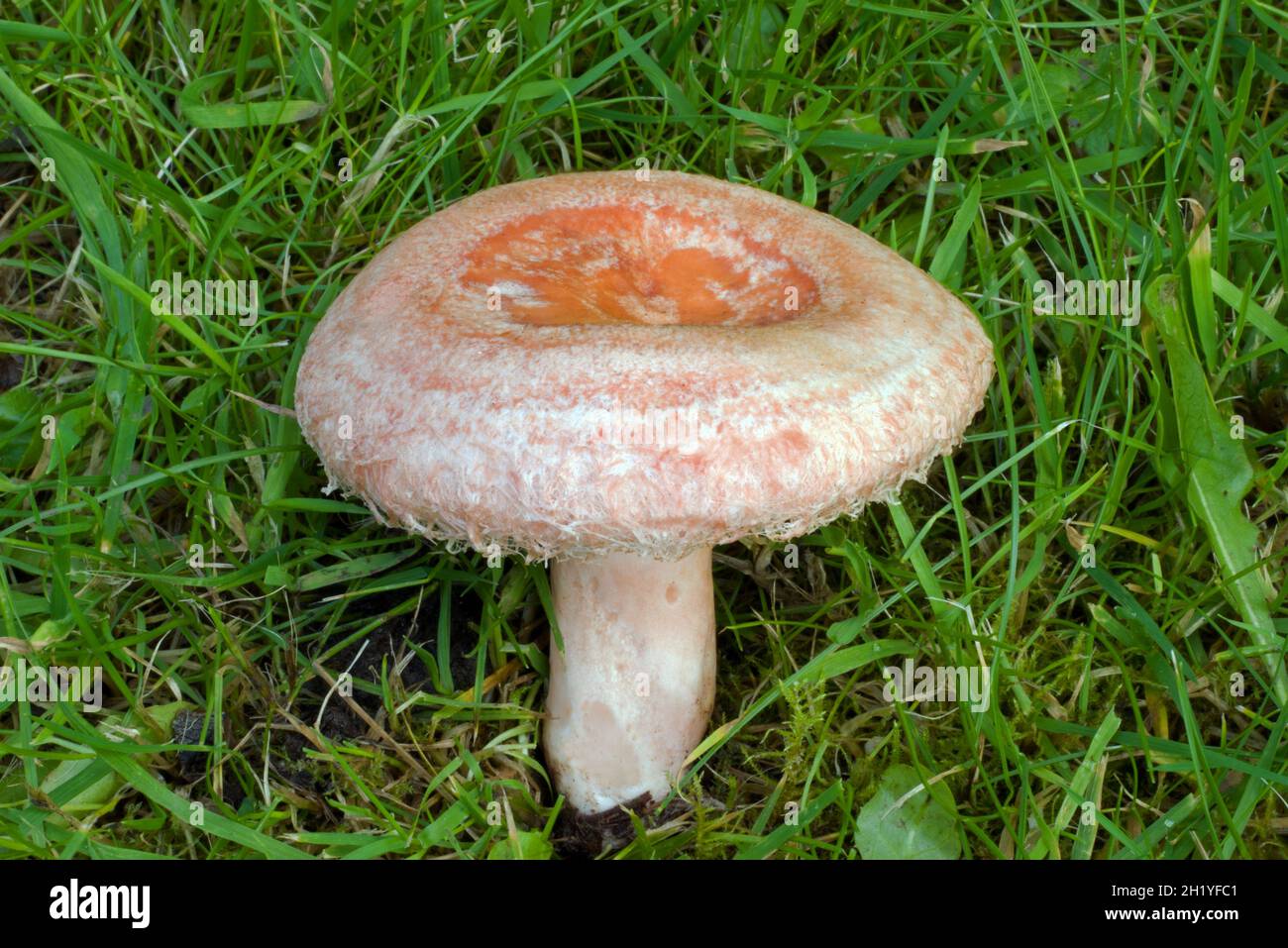 Lactarius torminosus (woolly milkcap) is associated with various trees, especially birch. It occurs in North Africa, Asia, Europe, and North America. Stock Photo