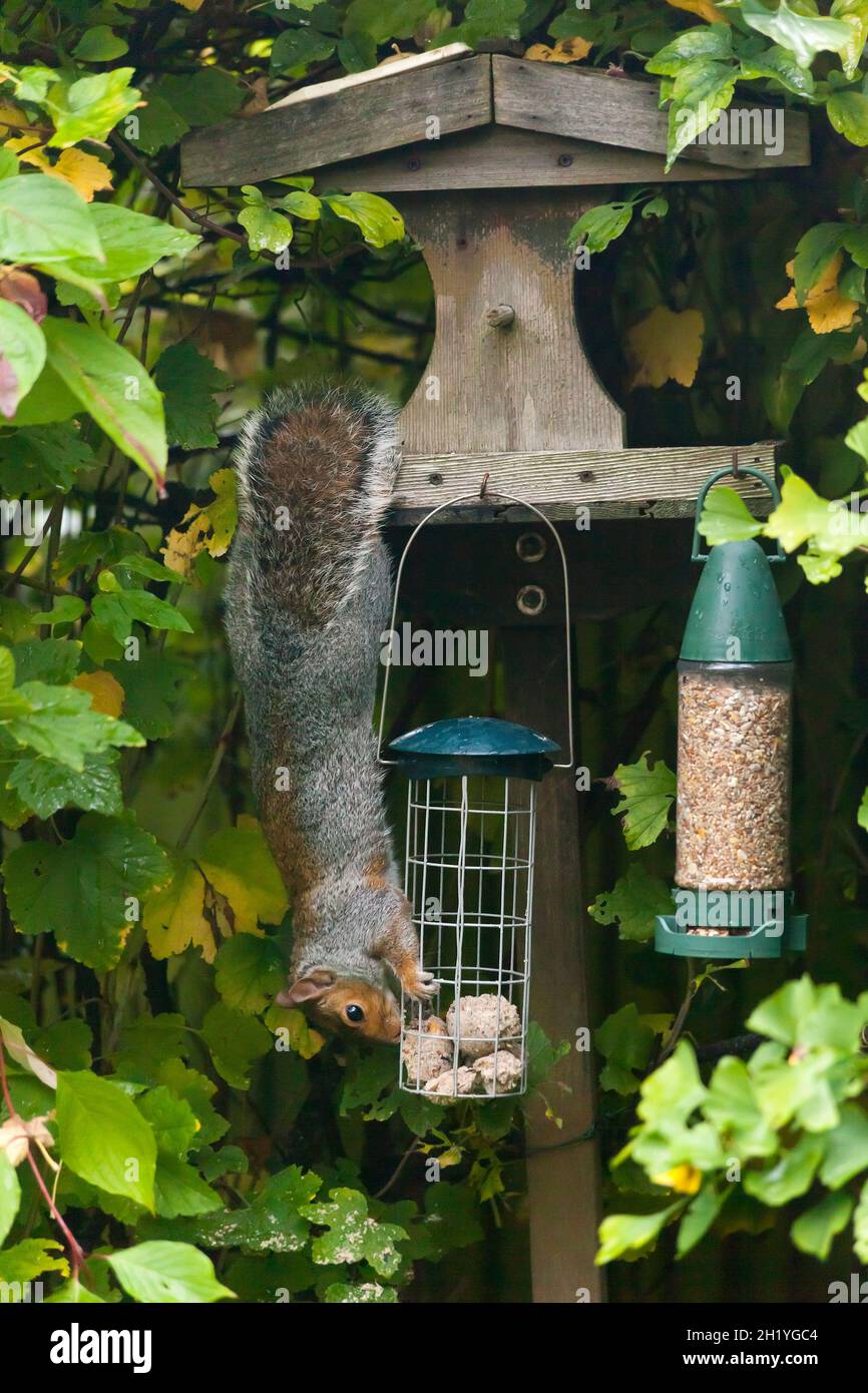 Cheeky grey squirrel hanging upside down feasting at a bird table fat ball feeder, Stock Photo