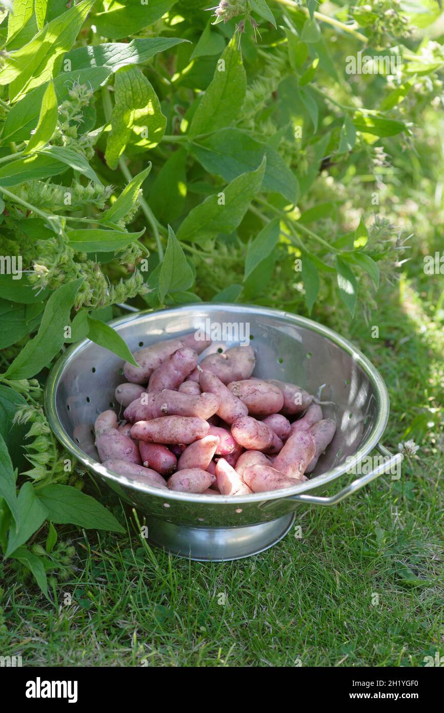 Pink Fir Apple potatoes in a colander Stock Photo
