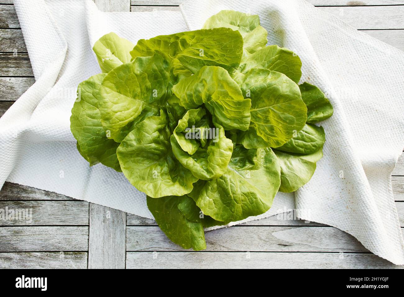 Oak leaf lettuce (topic: light suppers) Stock Photo