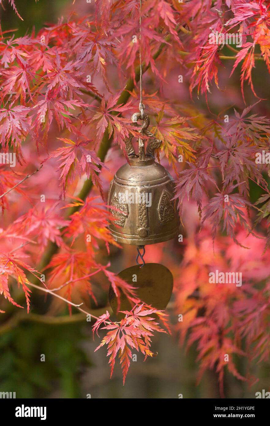Garden bell ornamental amongst red Acer leaves, Autumn Stock Photo