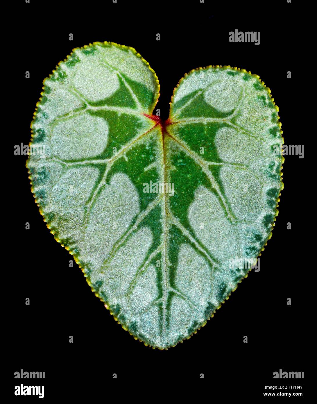 Variegated Cyclamen leaf, black background cutout Stock Photo