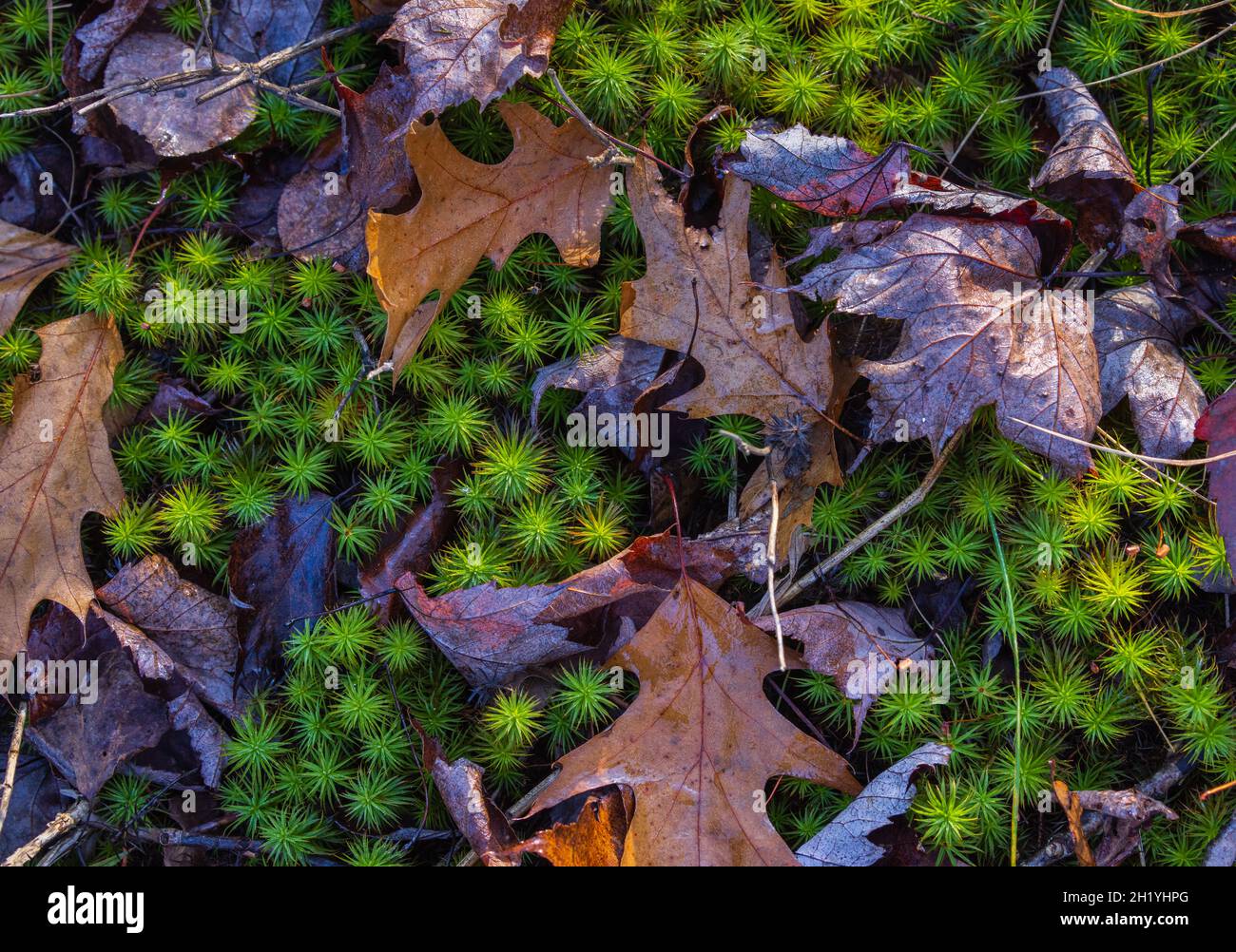 Hair-cap moss growing in a northern Wisconsin woodland. Stock Photo