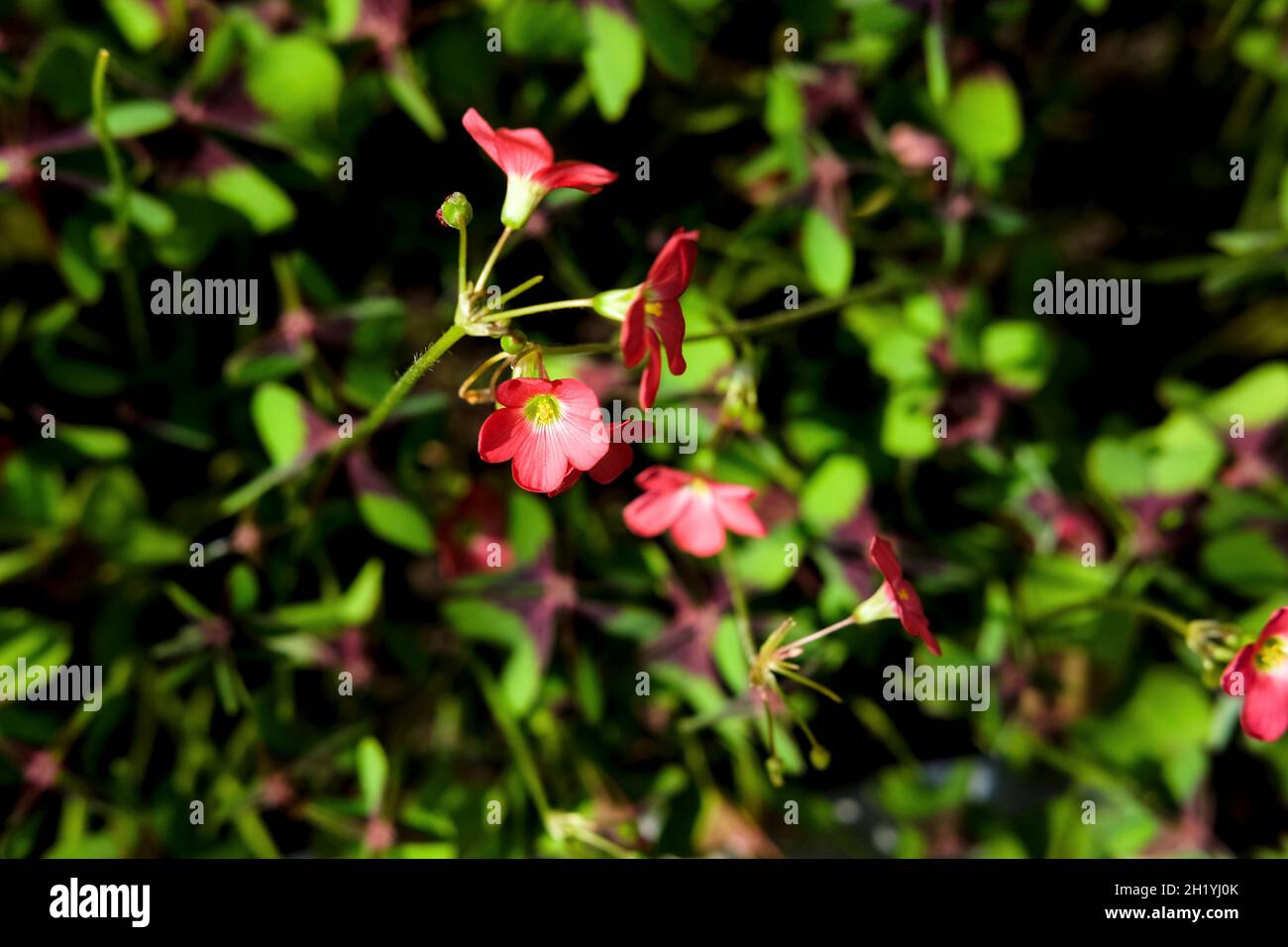 The herb and edible flower oxalis growing Stock Photo