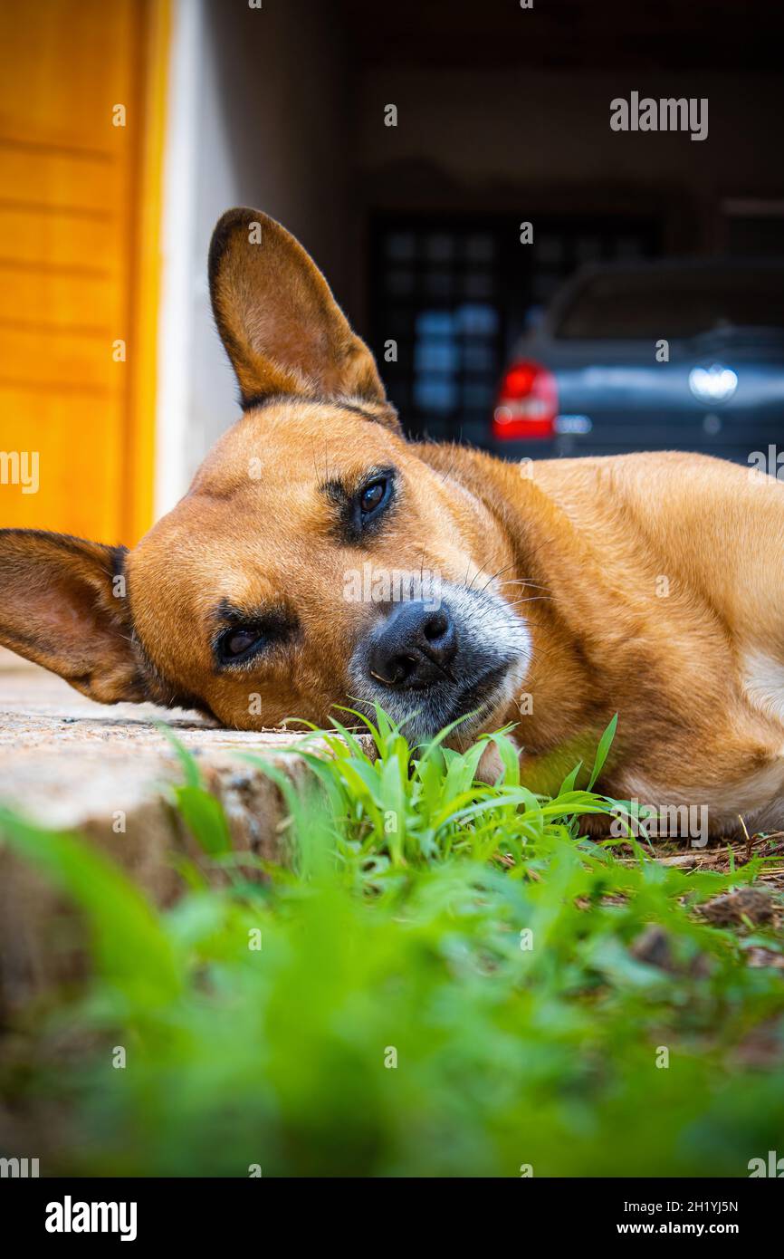 A Caramel Dog Stock Photo Alamy