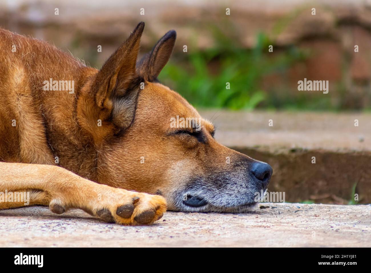 A Caramel Dog Stock Photo Alamy
