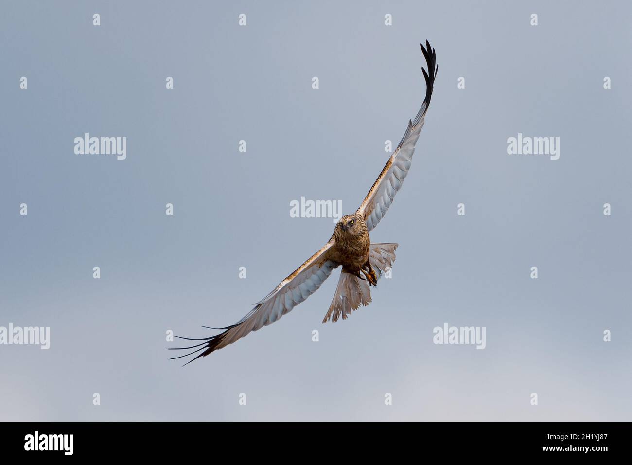 Western marsh harrier searching for a prey in the sky Stock Photo
