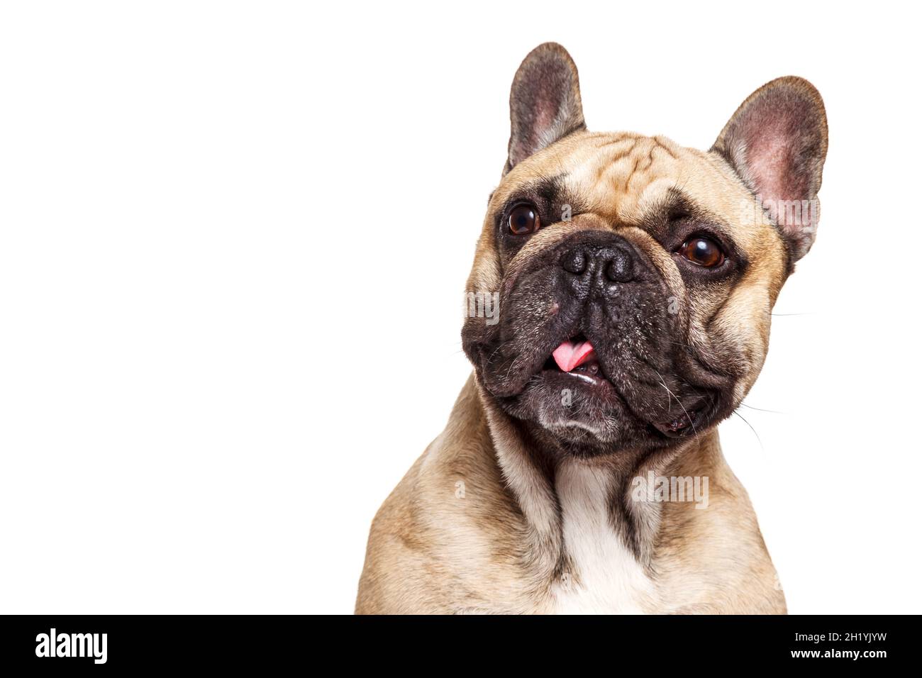 Funny french bulldog isolated against white background and stick her tongue. Stock Photo