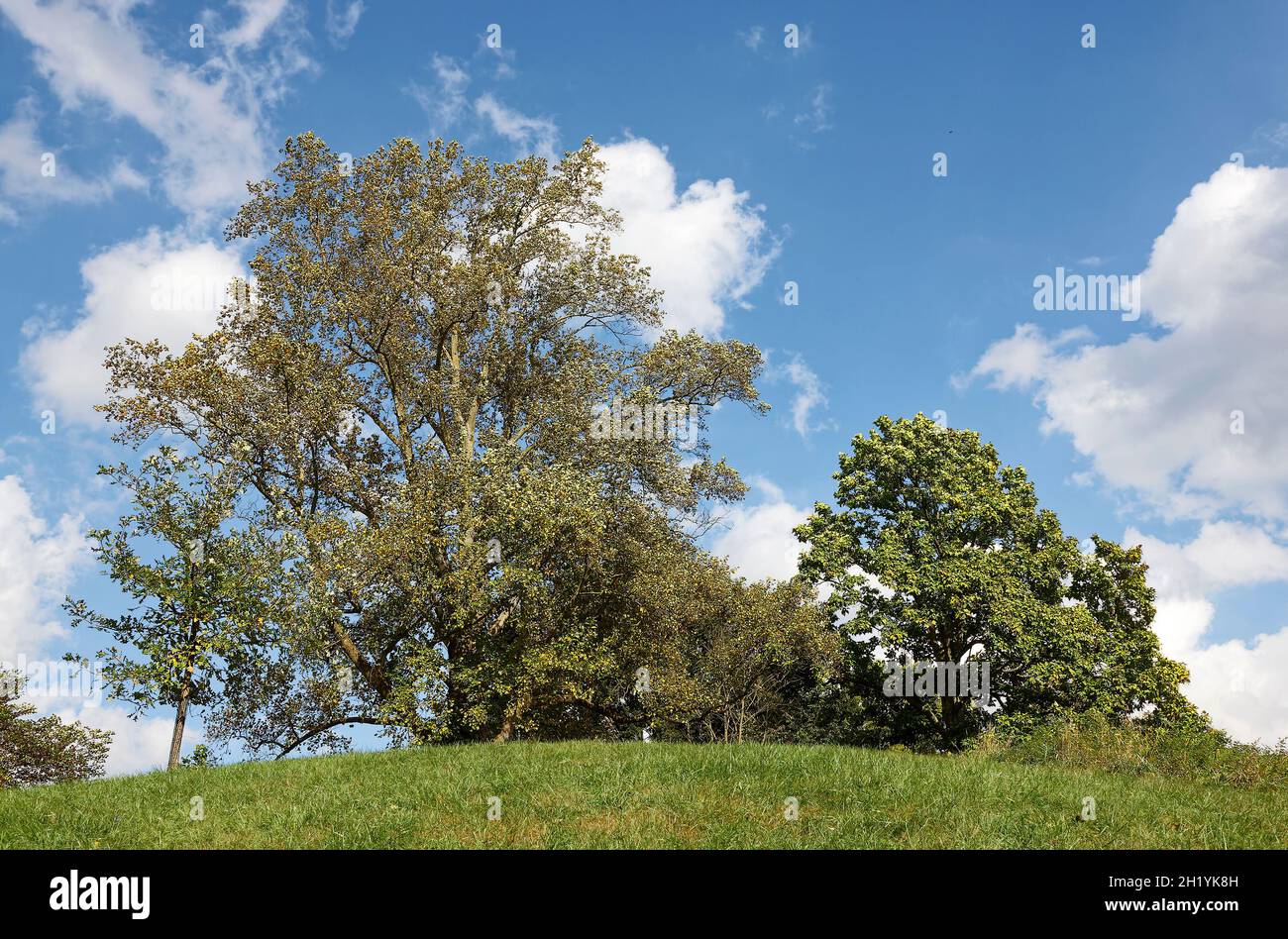 trees on hill, early autumn color, blue sky, landscape, green grass, nature, Delaware Stock Photo