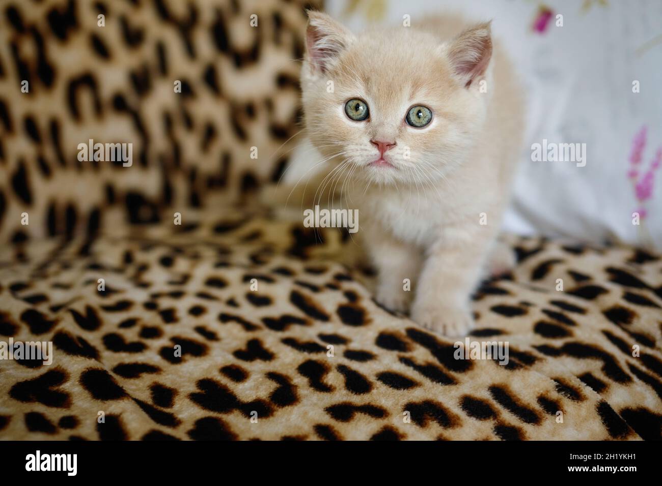 Portrait of a cute fluffy kitten with a ginger coat and green eyes standing on a sofa and looking at the camera Stock Photo