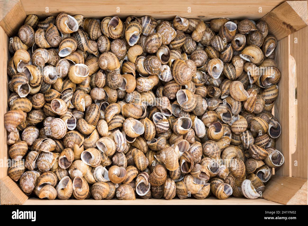 A large number of empty snail shells in a wooden crate (seen from above