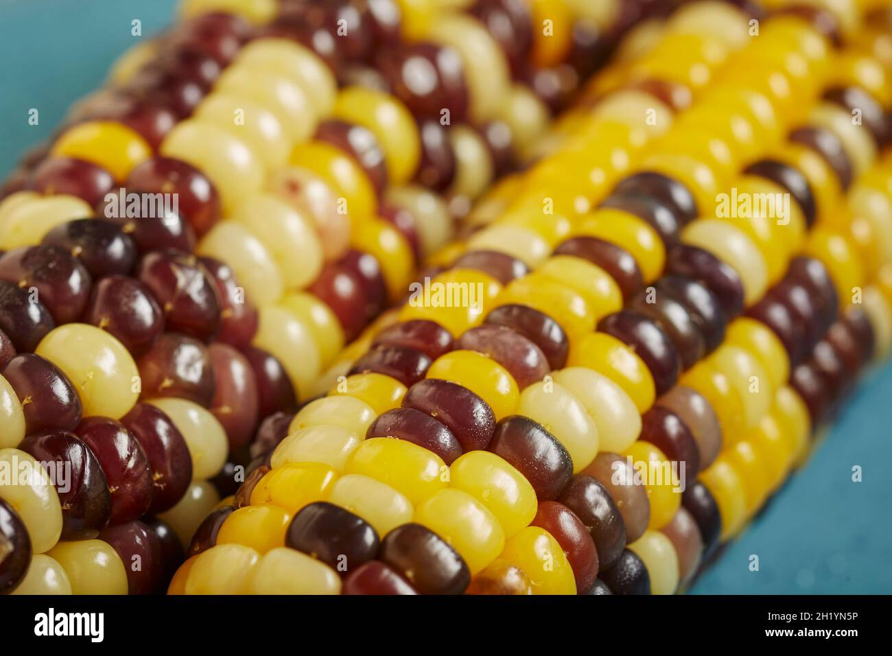 Coloured, cooked corn cobs (Korea) Stock Photo