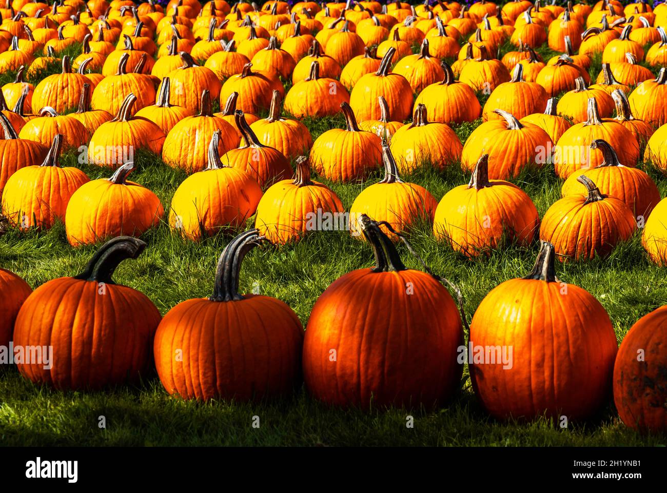 It is hard to believe, but, each of these Pumpkin's weight is 59 pounds or more. and all of them, and more will be sold by Halloween night Stock Photo