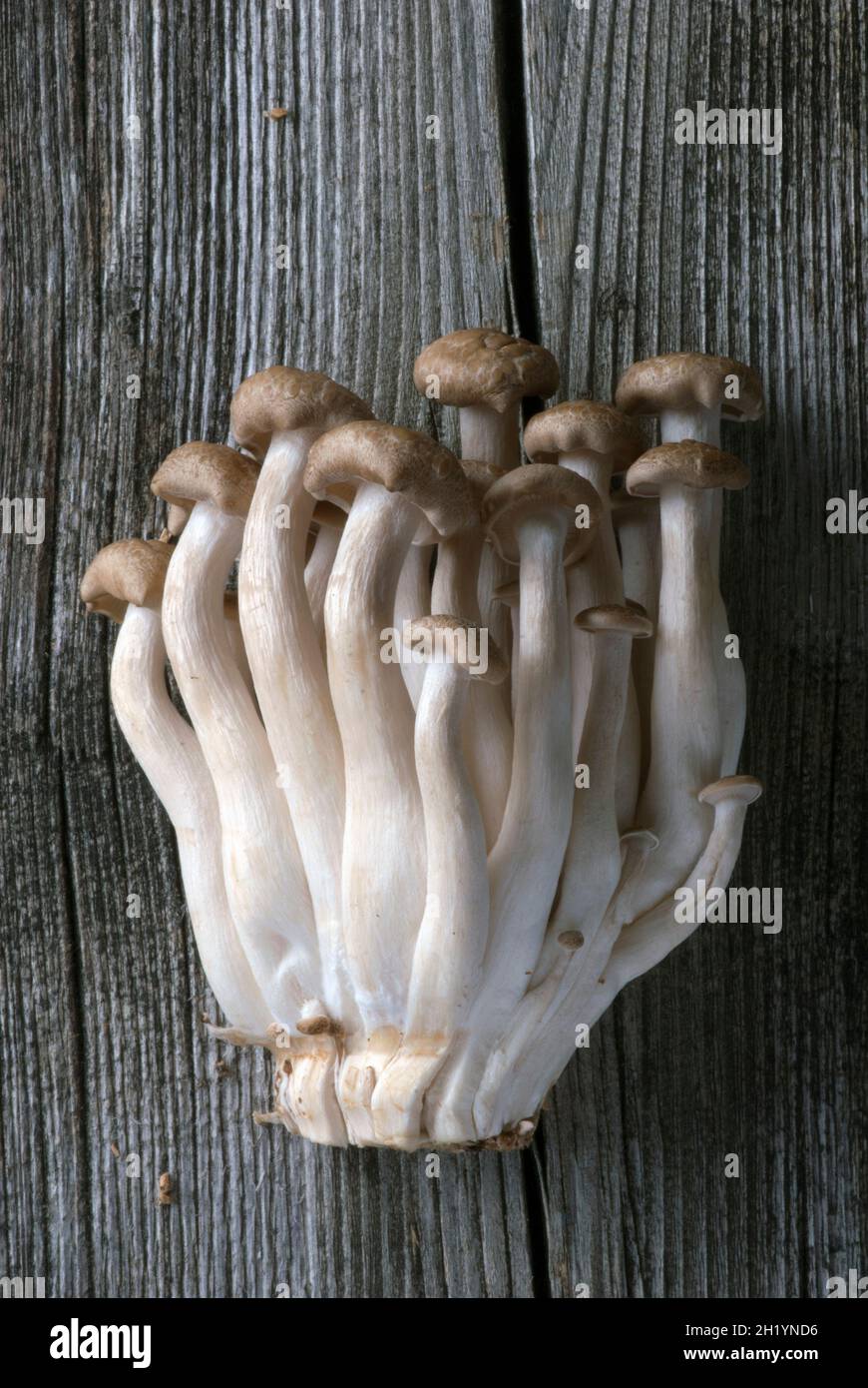 Closeup of brown Shimeji mushroom Stock Photo Alamy