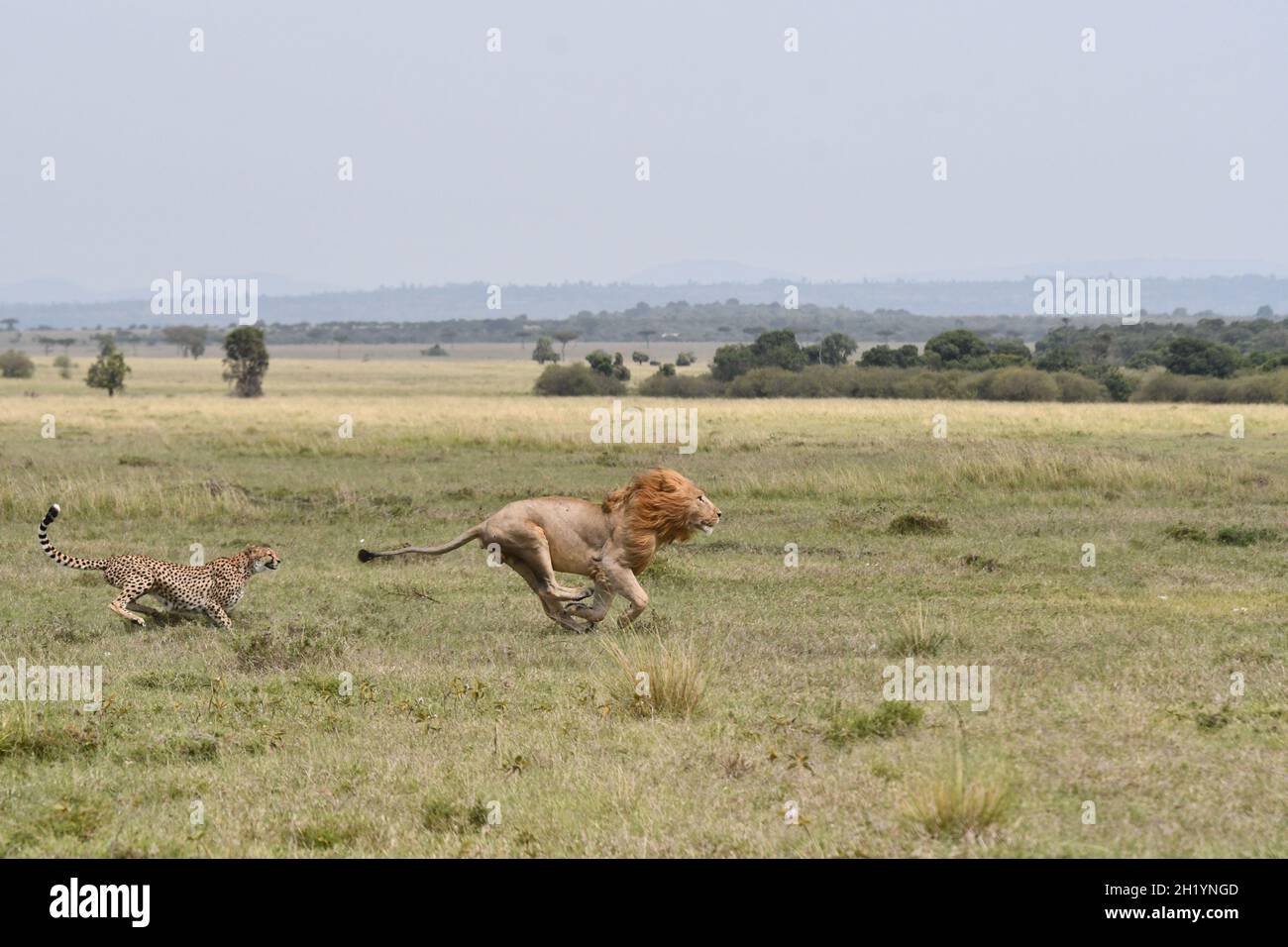 The cheetah changed her mind and chased the lion away from her cubs. MAASAI MARA NATIONAL RESERVE, KENYA: THIS BRAVE cheetah mum was captured chasing Stock Photo