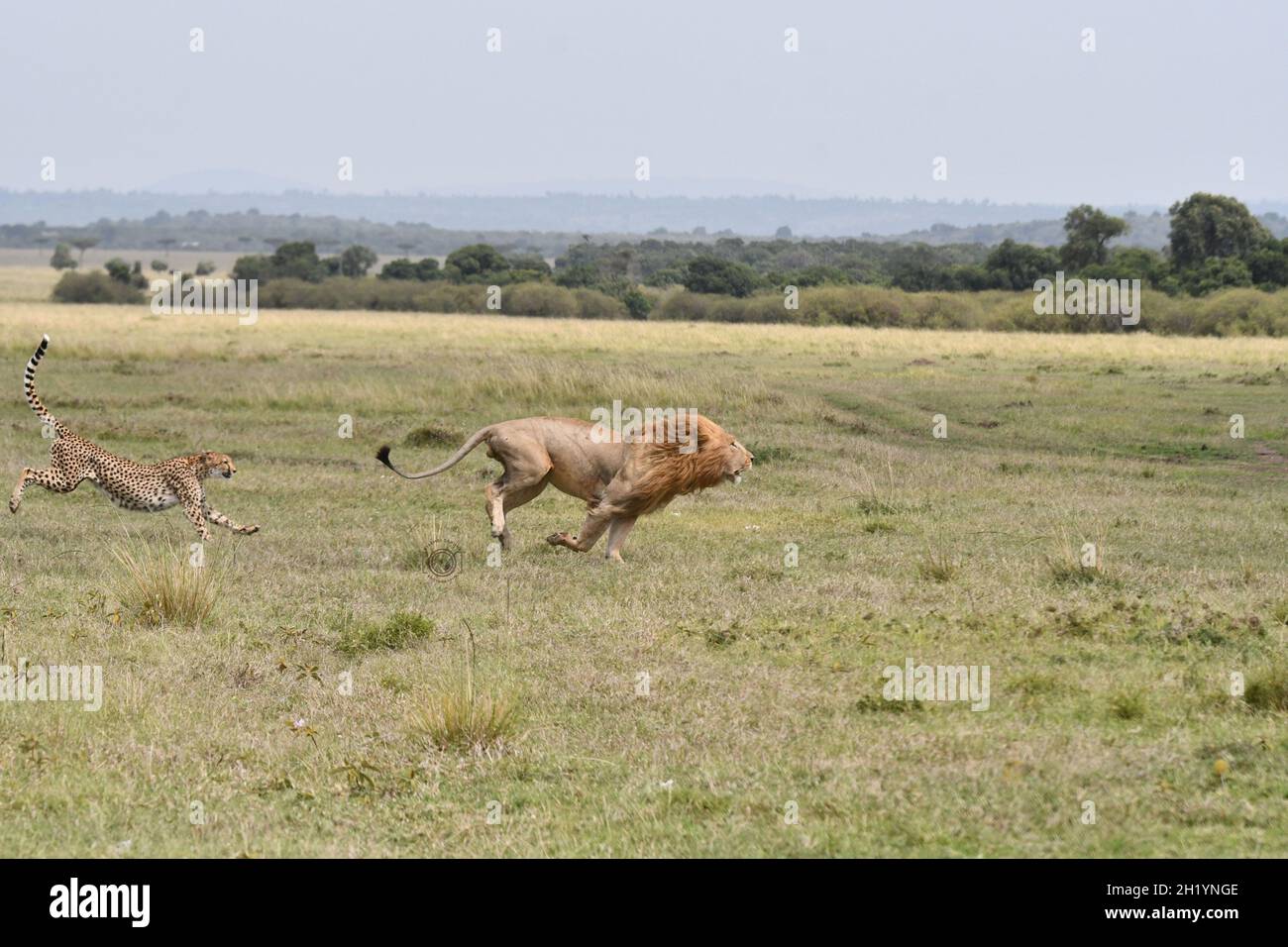 A cheetah chase usually lasts less than a minute and covers just 200-300 metres. MAASAI MARA NATIONAL RESERVE, KENYA: THIS BRAVE cheetah mum was captu Stock Photo