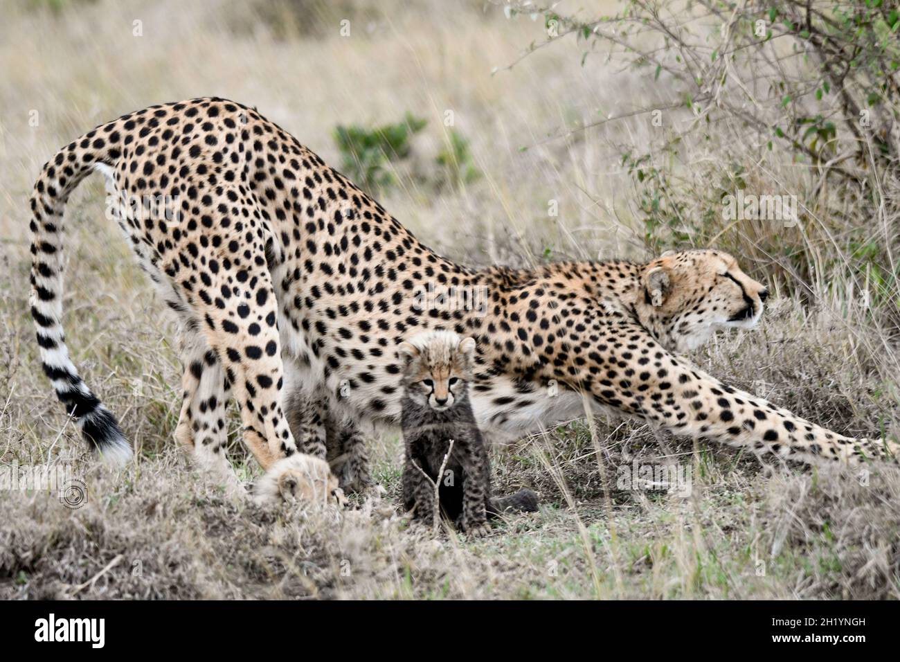 The mama cheetah can be seen standing protectively in front of her young. MAASAI MARA NATIONAL RESERVE, KENYA: THIS BRAVE cheetah mum was captured cha Stock Photo