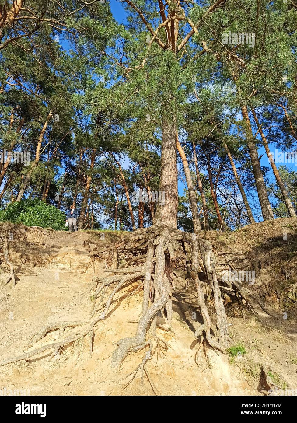 Pine tree with huge roots in the forest. Pine root growing above the ground. Tree of pine with big roots Stock Photo