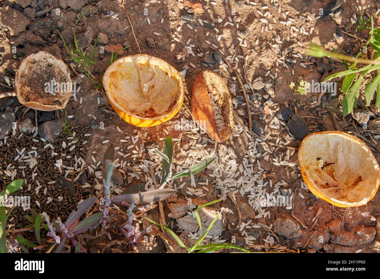ORANGE PEELS AND RICE TO PREVENT ANTS FROM KILLING PLANTS IN OUR GARDEN