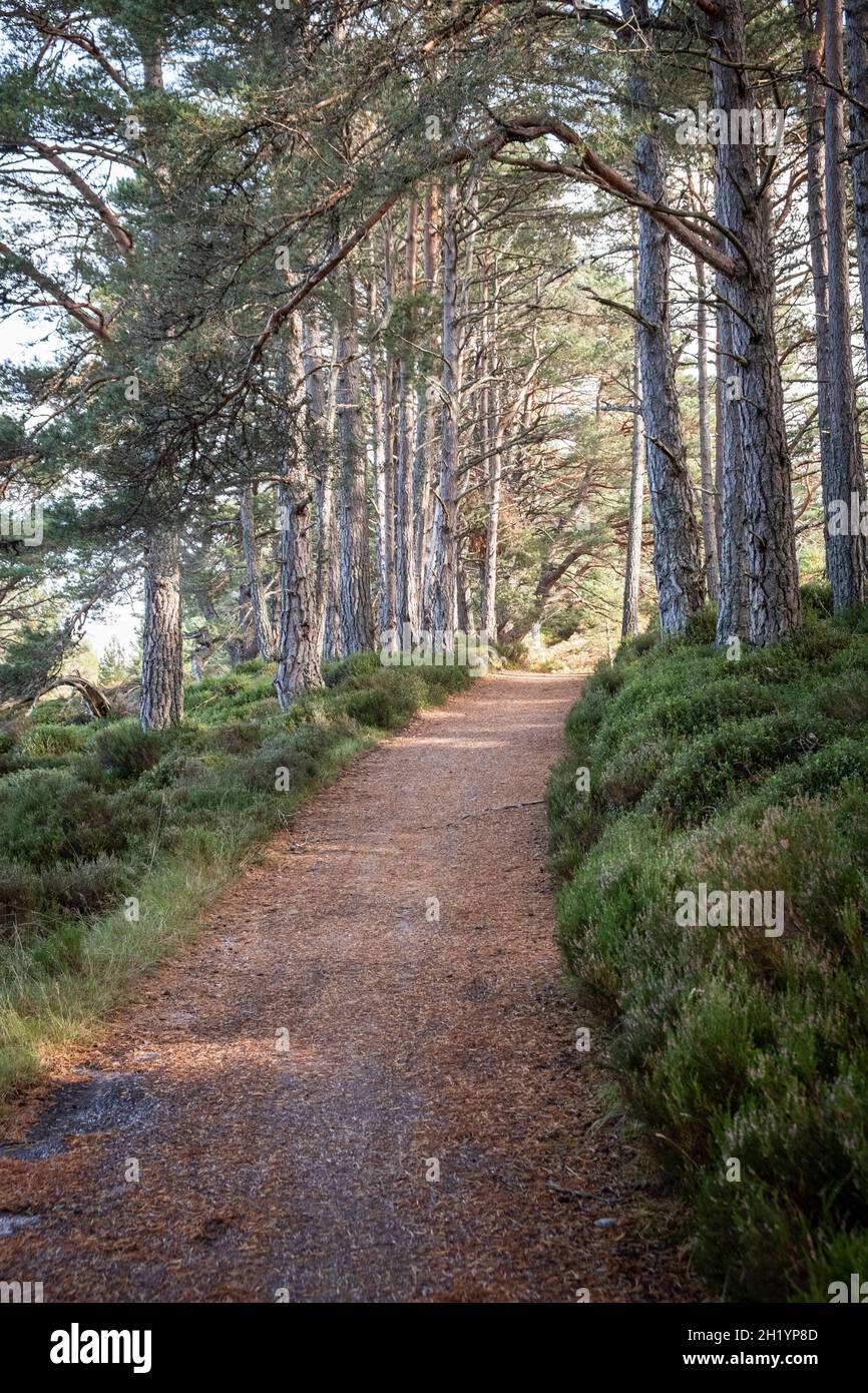 Glenmore Forest Park