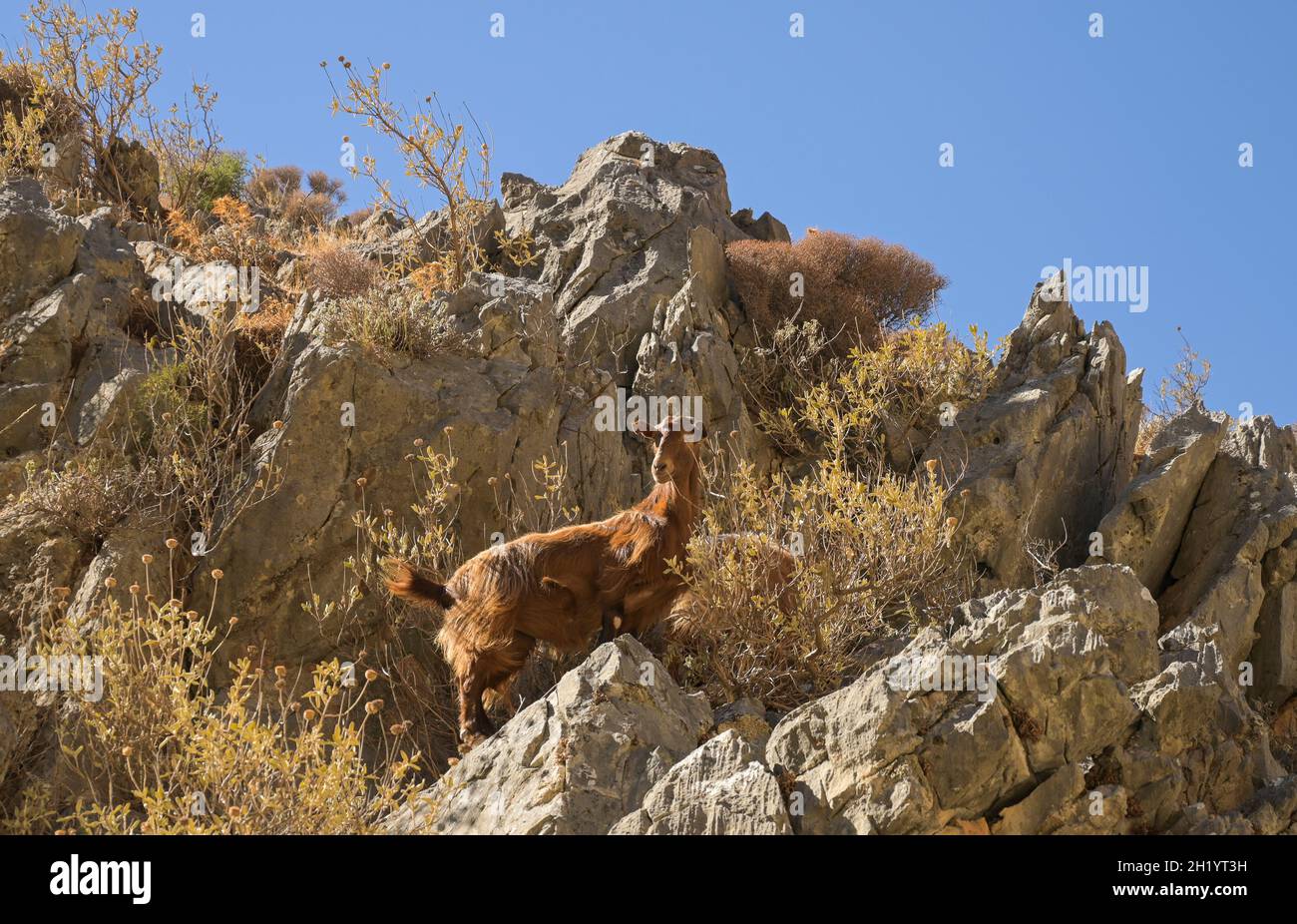 Ziege, Imbros-Schlucht, Kreta, Griechenland Stock Photo