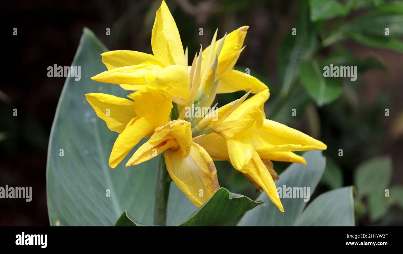 Beautiful yellow canna lily with green leaves in background Stock Photo