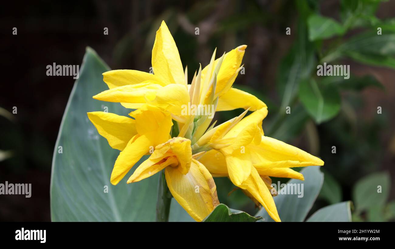 Beautiful yellow canna lily with green leaves in background Stock Photo