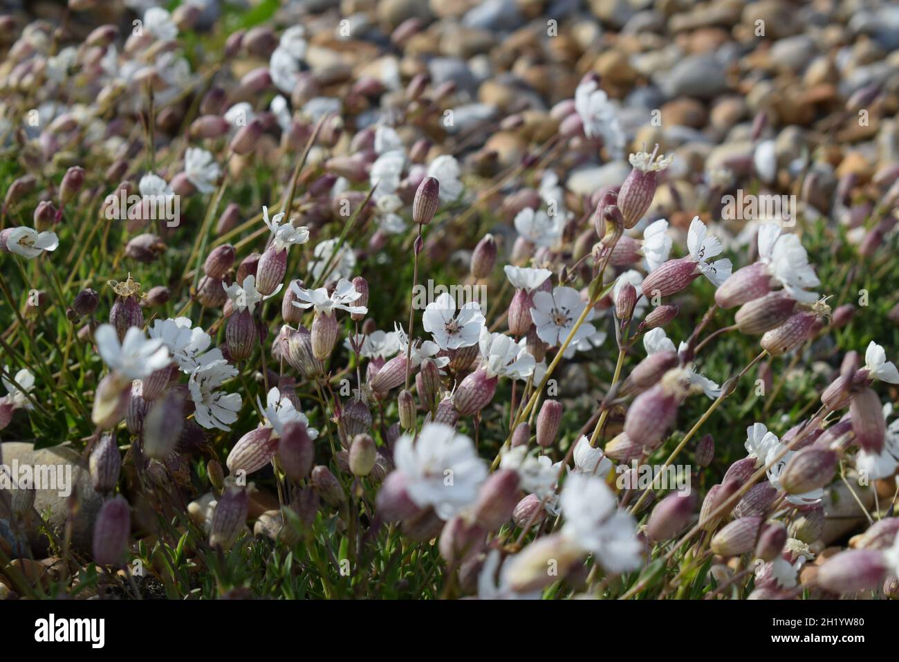 Sea campion flowers Silene uniflora Rye Harbour Nature reserve beach Stock Photo