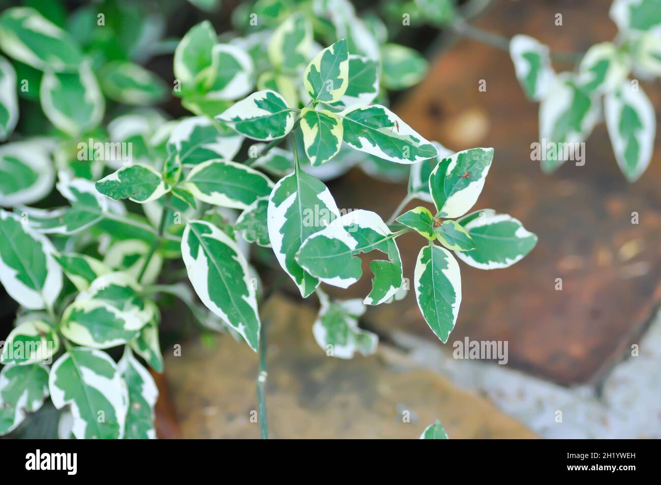 Asystasia gangetica, Anderson or Variegata plant or Chinese violet Stock Photo