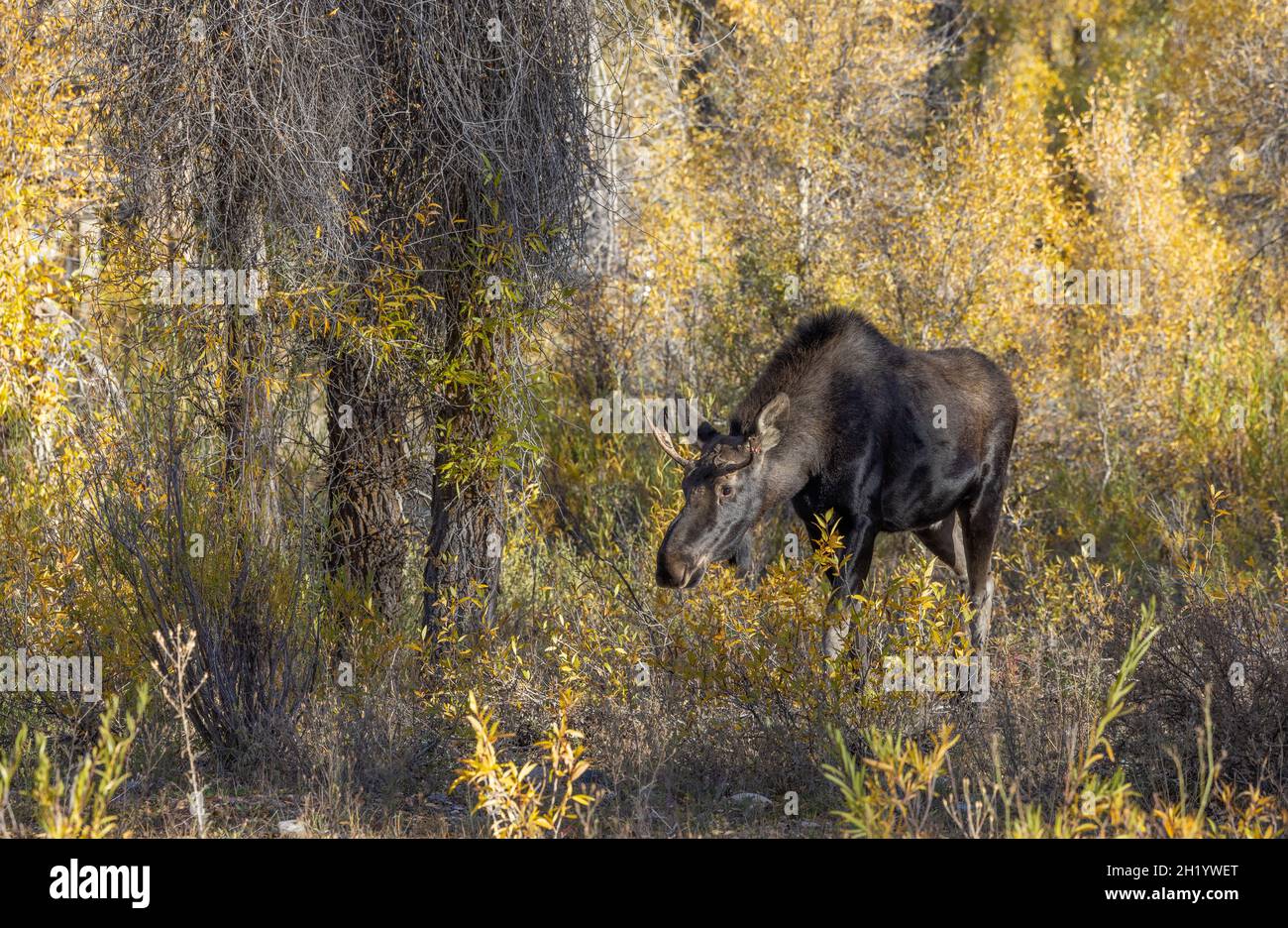 Bull Shiras Moose in Wyoming in Autumn Stock Photo