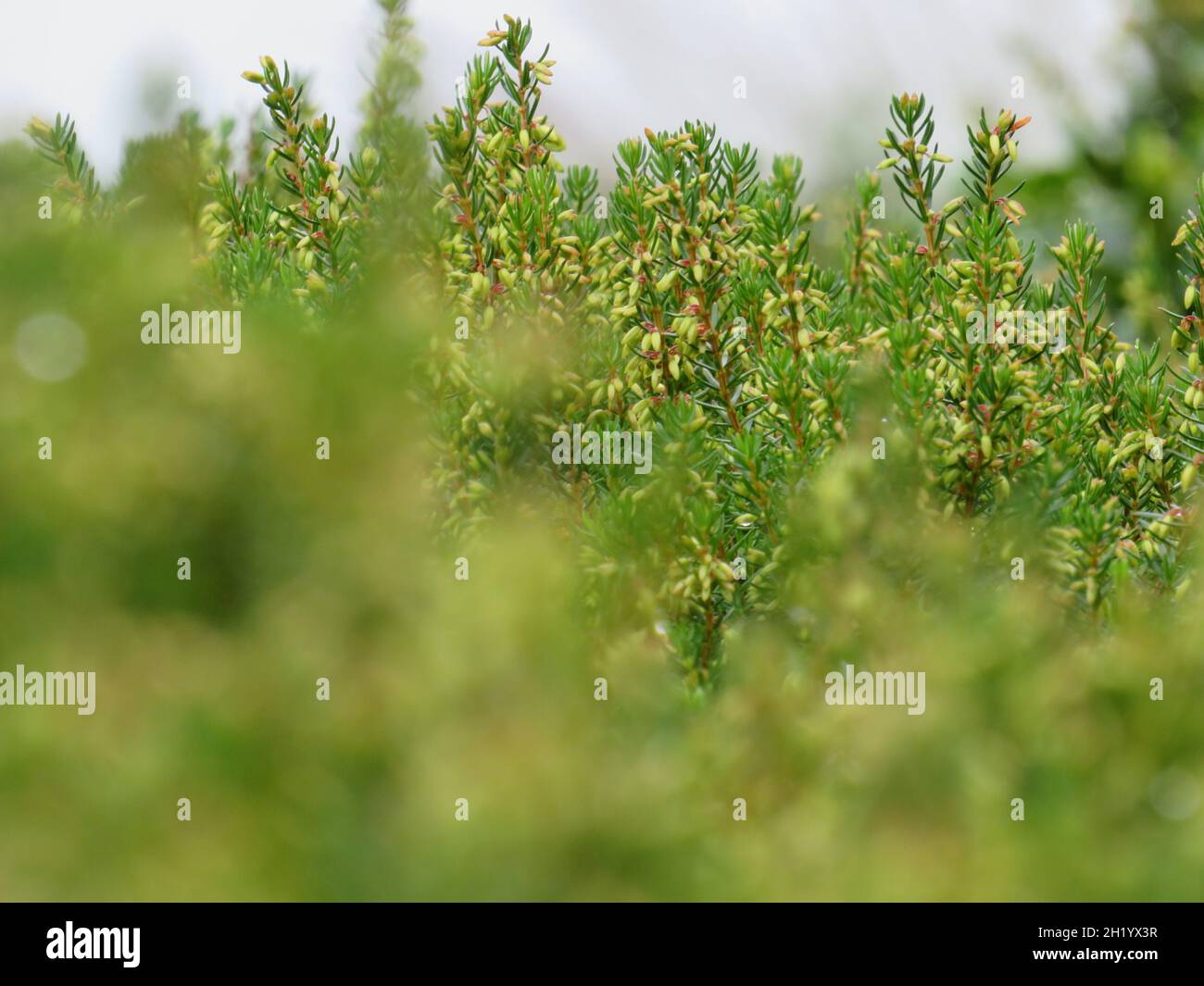Common juniper trees in a park Stock Photo Alamy