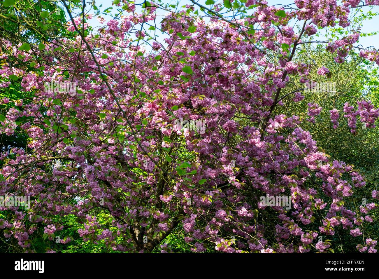 wild flowers in the park in spring Stock Photo - Alamy