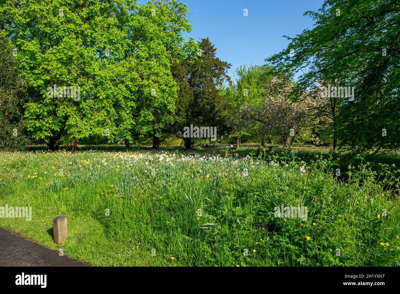 wild flowers in the park in spring Stock Photo - Alamy