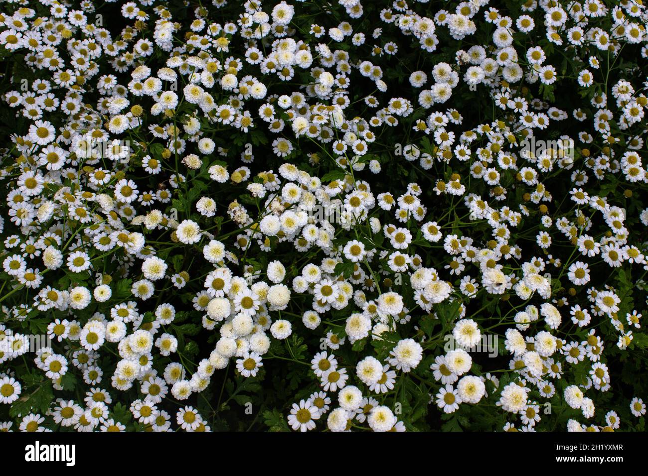 Daisies texture hi-res stock photography and images - Alamy