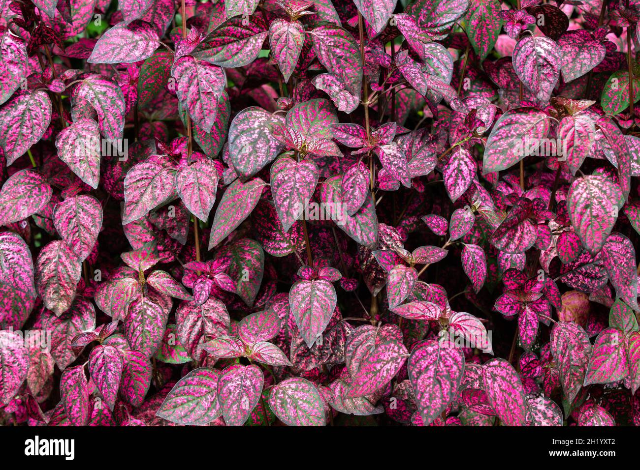 Green and pink leafs Stock Photo
