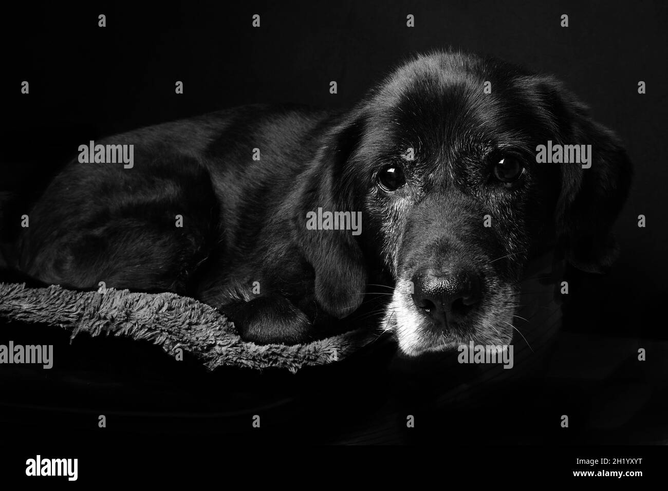Archie - A Gentle Old Black Labrador Stock Photo