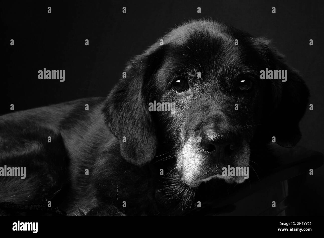 Archie - A Gentle Old Black Labrador Stock Photo