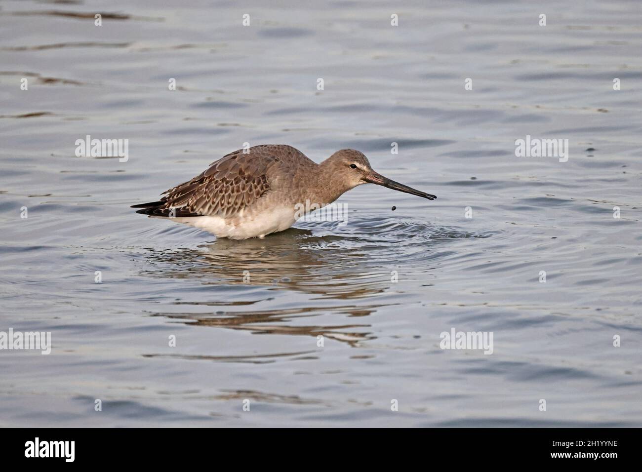 Black Tailed Godwit in winter plumage feeding at RSPB Minsmere Stock ...