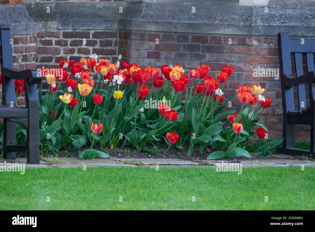 wild flowers in the park in spring Stock Photo - Alamy