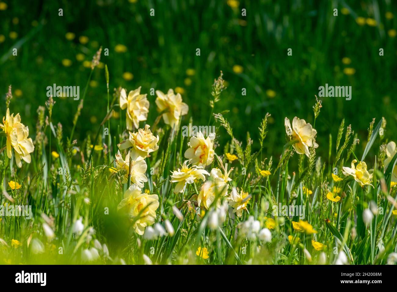 wild flowers in the park in spring Stock Photo - Alamy