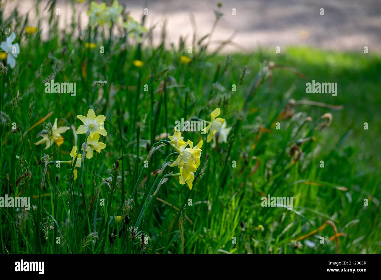 wild flowers in the park in spring Stock Photo - Alamy