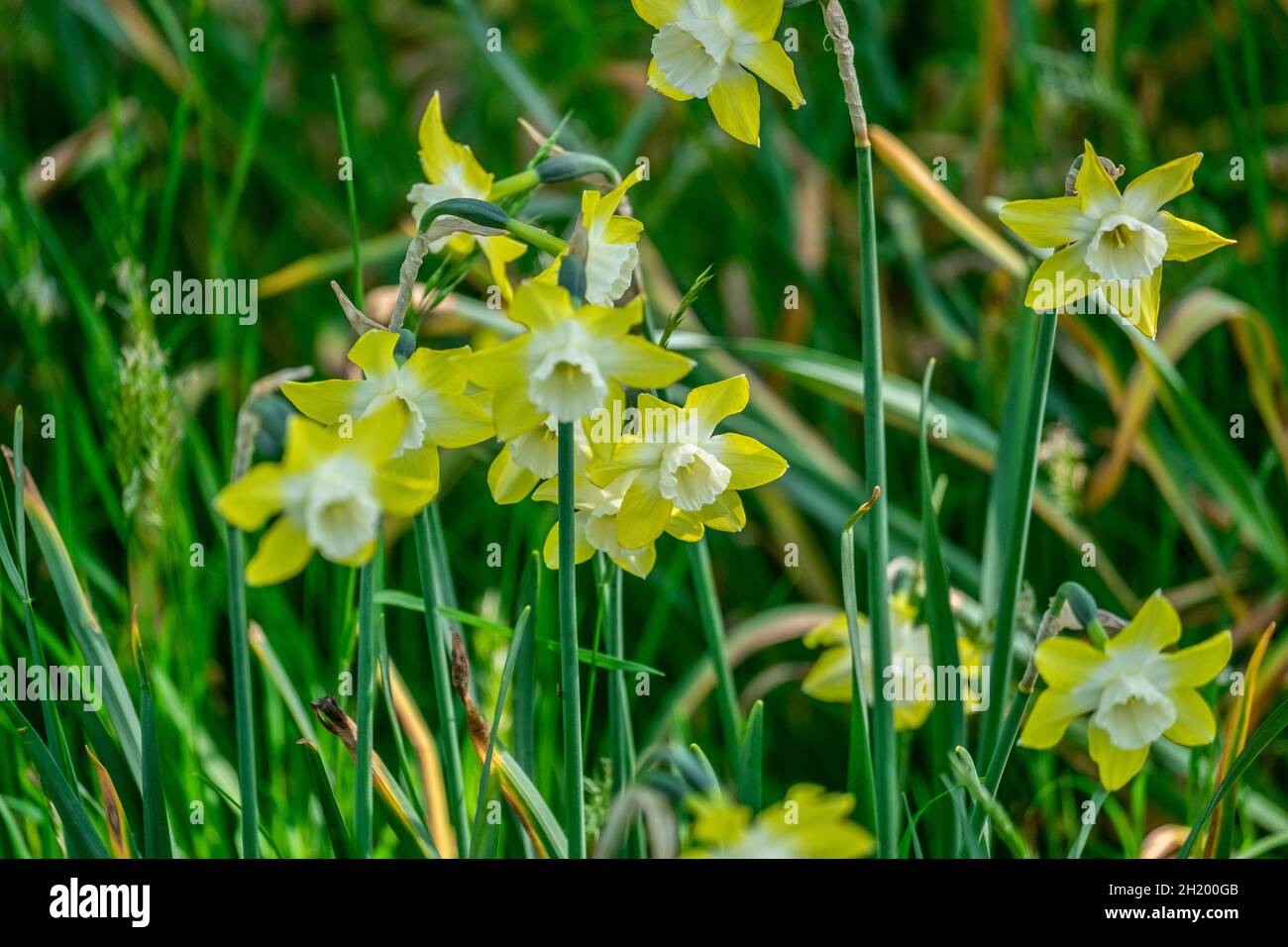 wild flowers in the park in spring Stock Photo - Alamy