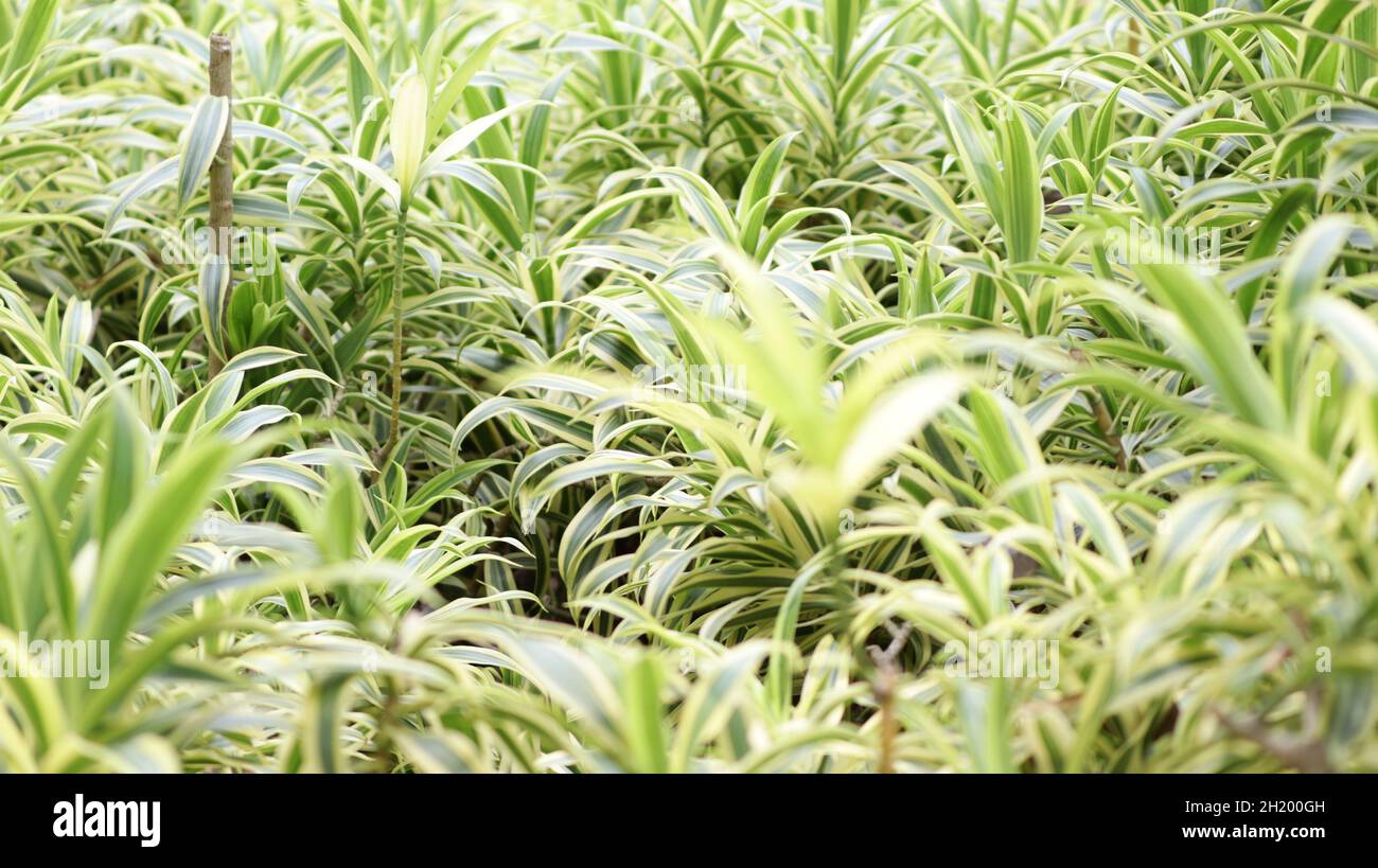common name snake plant, botanical name sensevieria trifasciata, family
