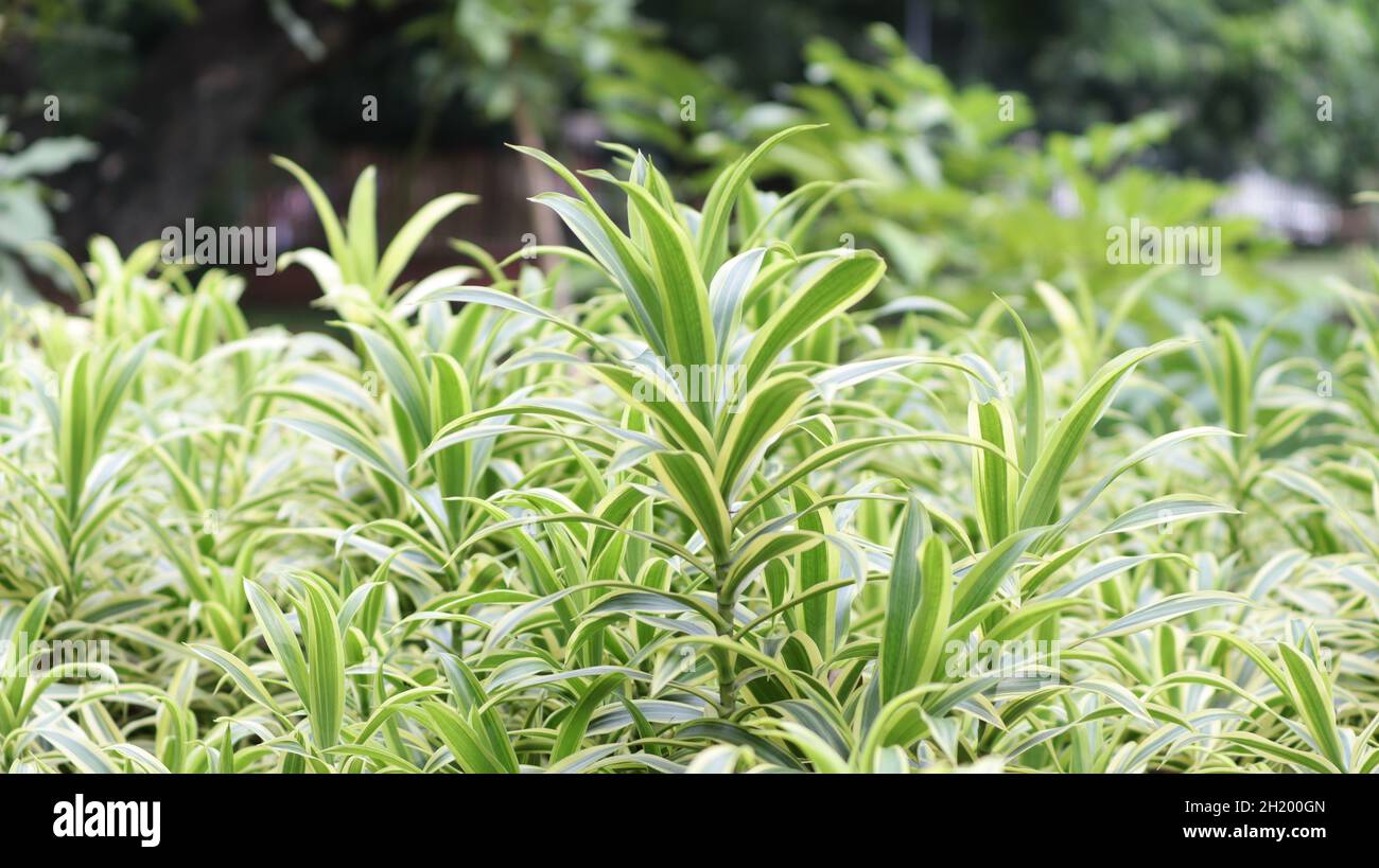 common name snake plant, botanical name sensevieria trifasciata, family name  Asparagaceeae Stock Photo - Alamy