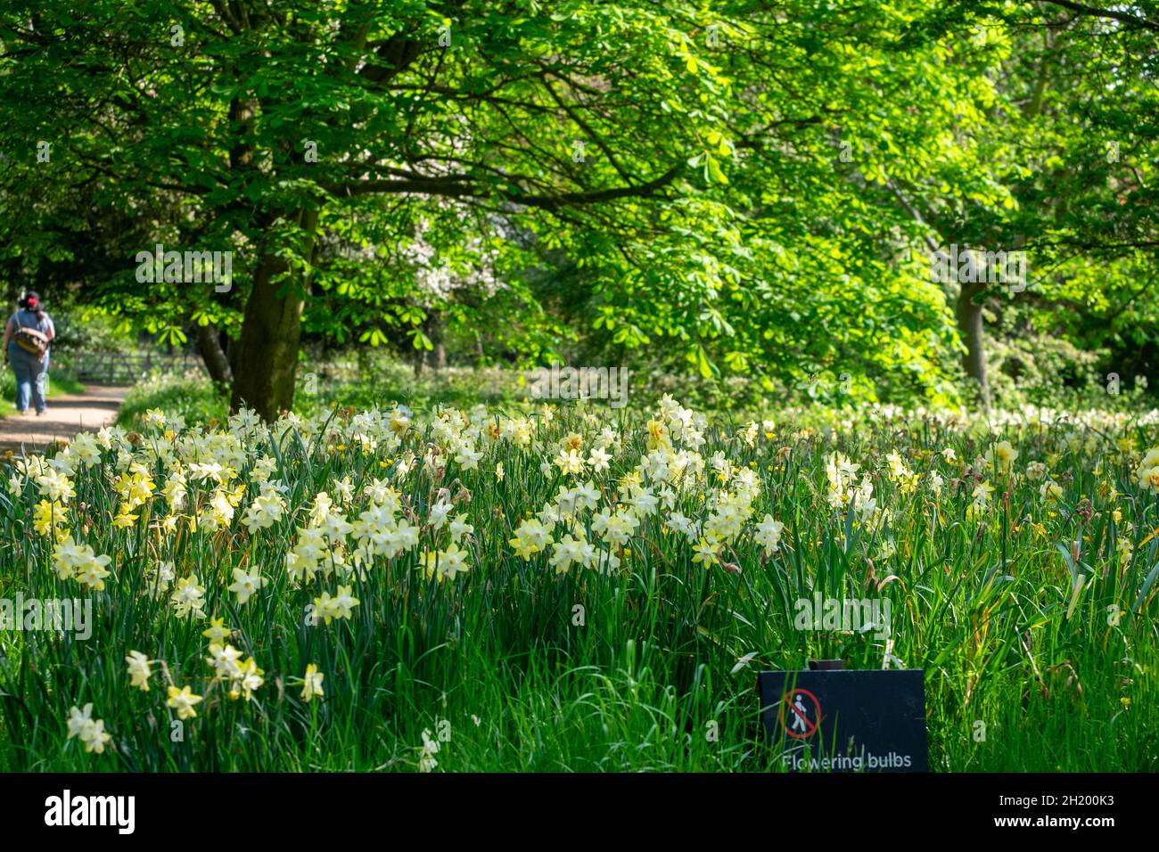 wild flowers in the park in spring Stock Photo - Alamy