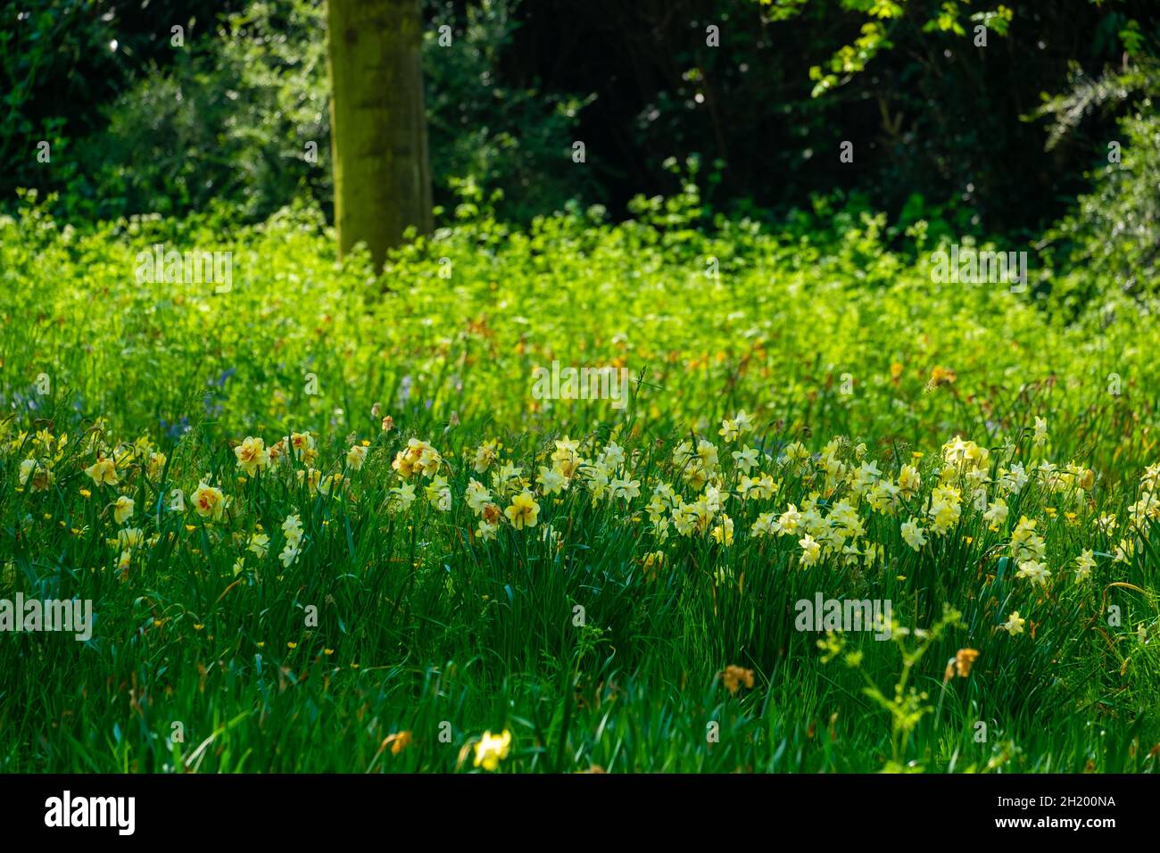 wild flowers in the park in spring Stock Photo - Alamy