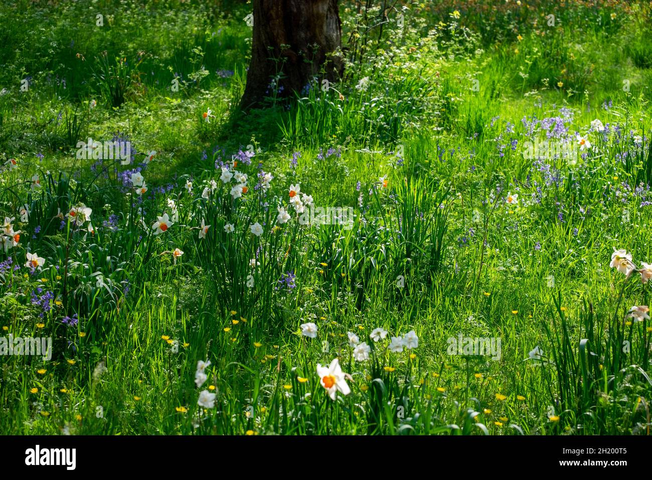 wild flowers in the park in spring Stock Photo - Alamy