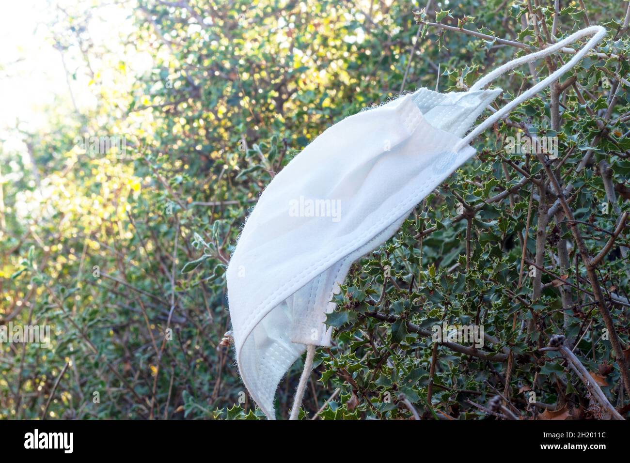Dirty face mask stuck in the bushes. Concept of effect of coronavirus on environmental pollution. Stock Photo