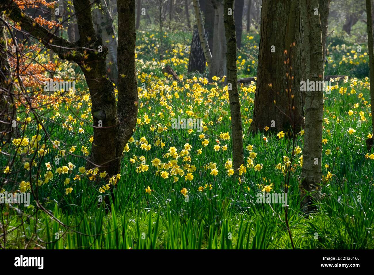 wild flowers in the park in spring Stock Photo - Alamy